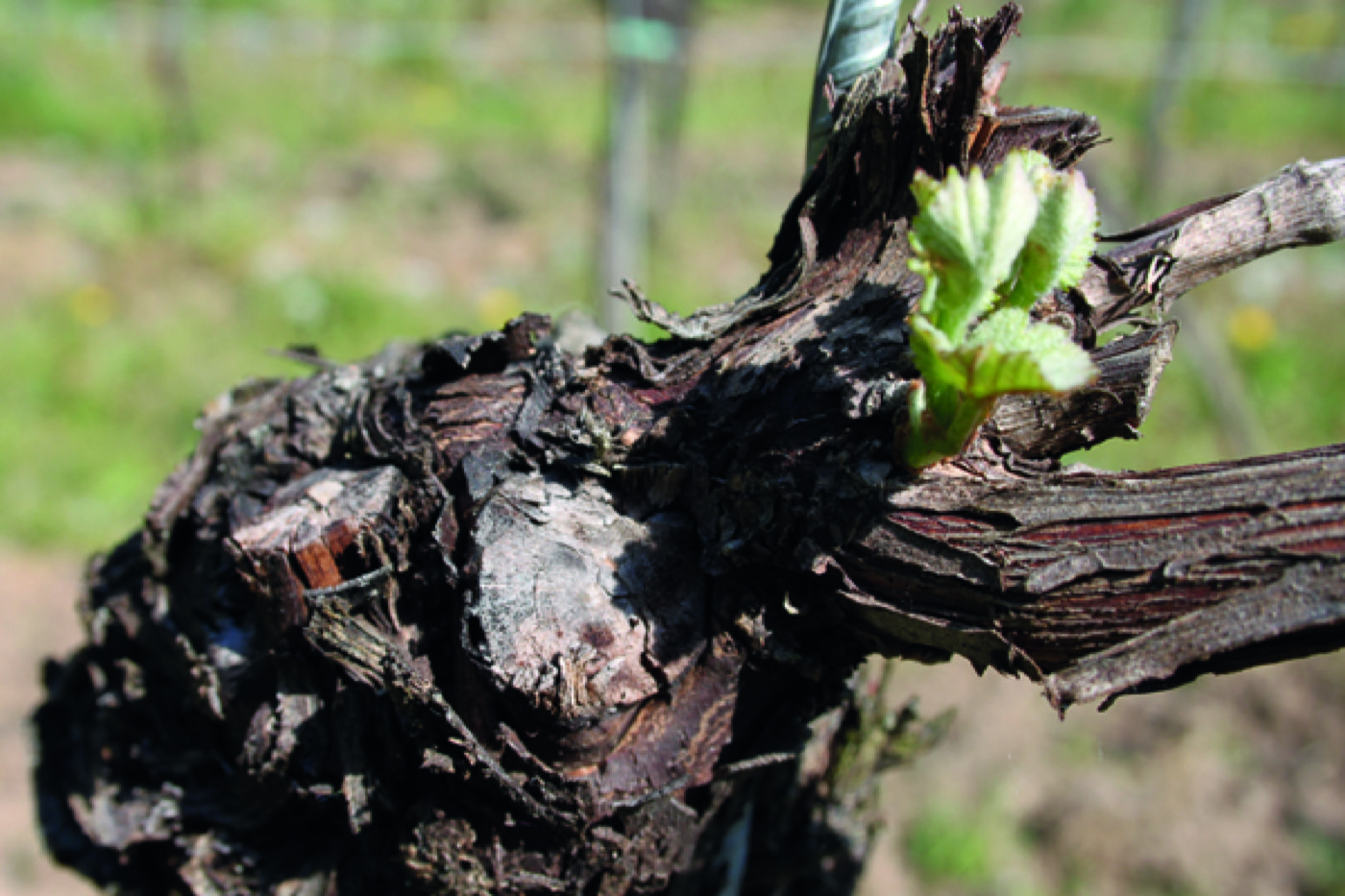Weingut